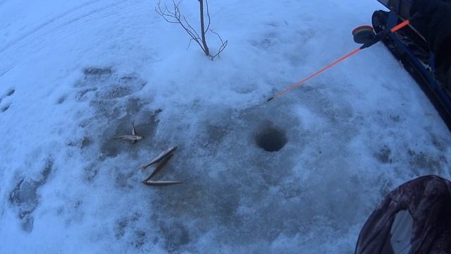 Я Её Дождался!Порол до темноты так,что огурцами запахло!Чуть в Баню не опаздал!Рыбалка на Севере! смотреть онлайн