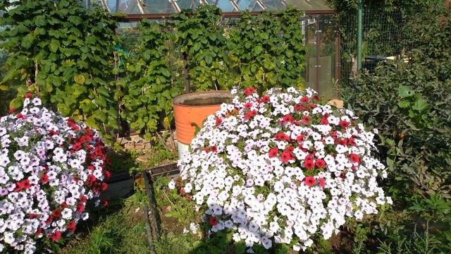 Вот это Тайфуны. Спасибо Биотехнике! смотреть онлайн