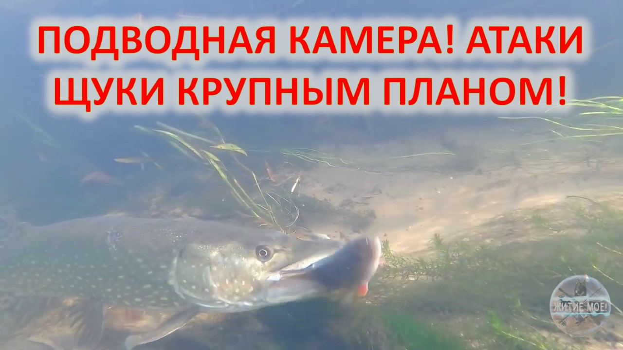 Рыбалка на хищника. Ловля щуки на мелководье на живца. Подводная камера смотреть онлайн