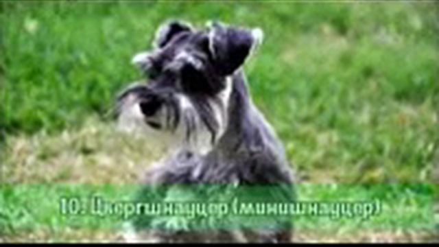 20 самых популярных собак в мире смотреть онлайн