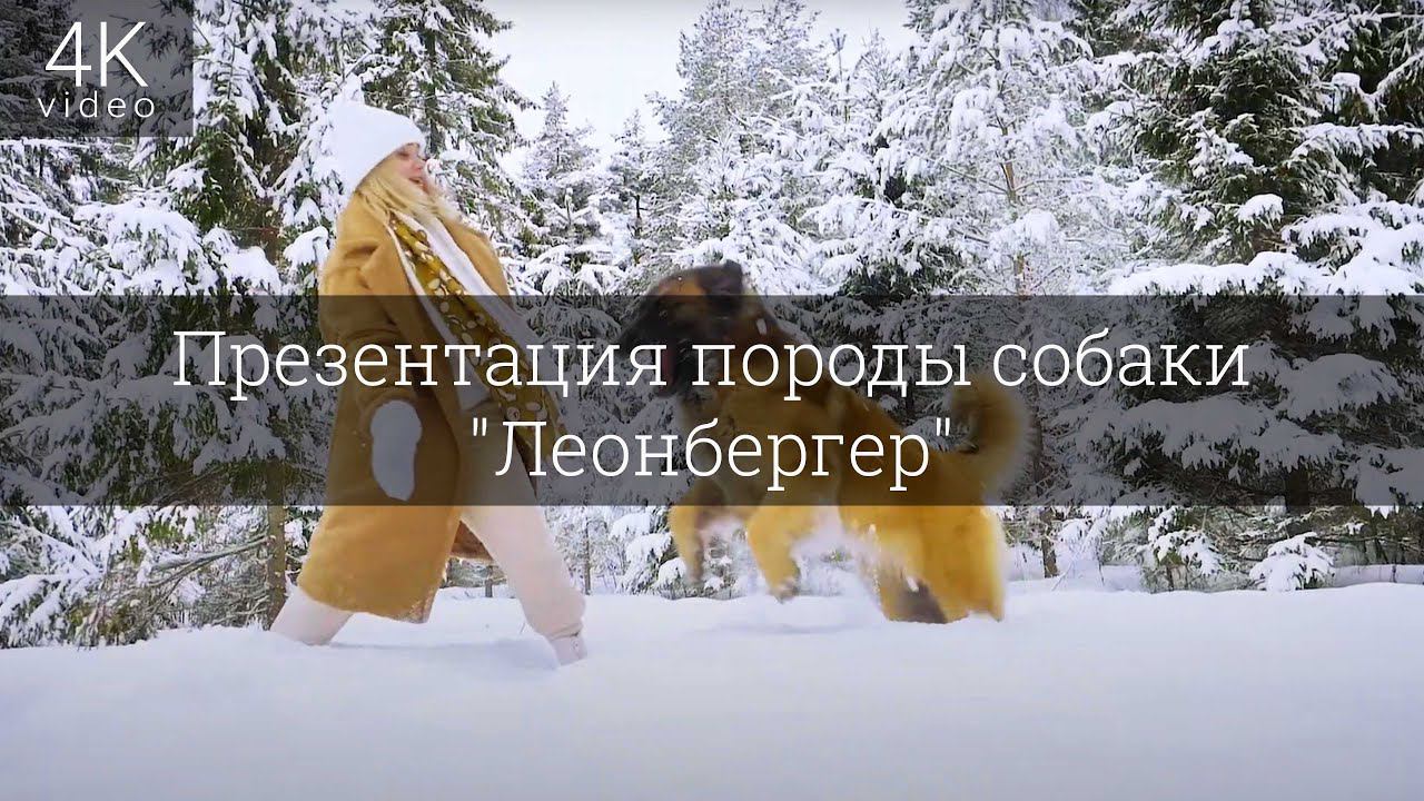 Презентация породы собаки "Леонбергер" смотреть онлайн