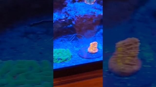 True Vue camera phone filter смотреть онлайн