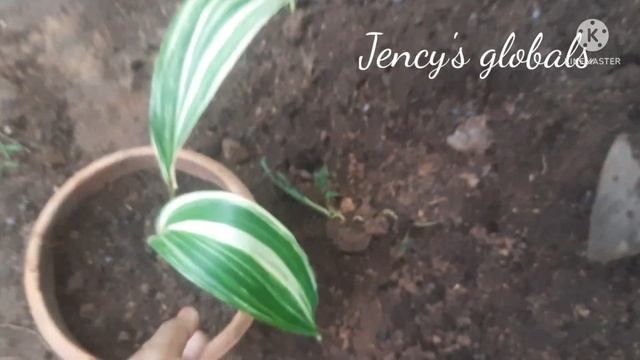 Aspidistra Elatior/Cast  Iron  Plant/Repotting/Propagation/potting Mix And Caring@jencysglobals4244