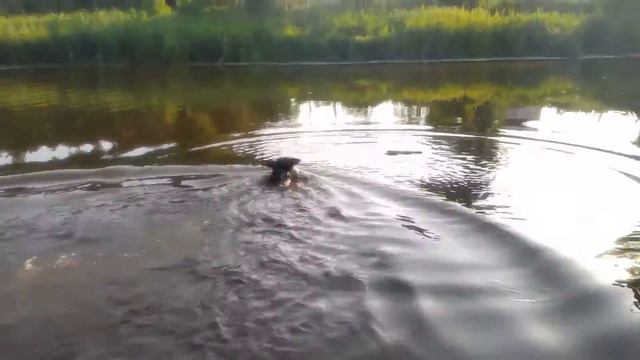 Апорт в воду.Американский Питбуль терьер смотреть онлайн