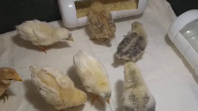 цыплята.Архивное видео17.04.23. соскучилась по таким малявочкам 🥰 смотреть онлайн