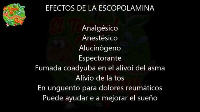 TOLOACHE, ESTRAMONIO O HEDIONDA (Datura estramonio) ??? 107 VIDEOLUNES смотреть онлайн