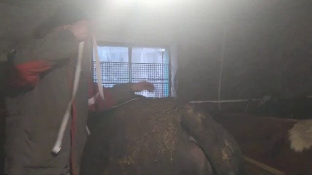 Определяем вес быков мерной лентой! Какой вес быков? смотреть онлайн