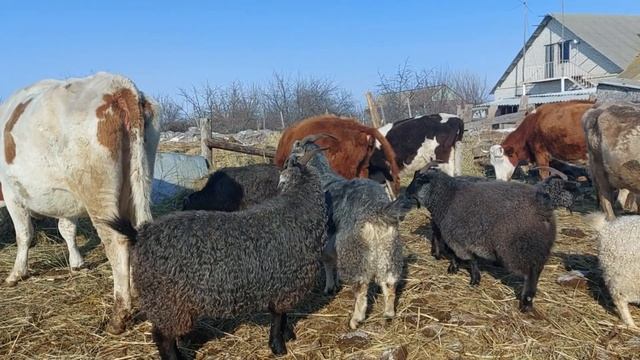 да в России в деревне психика устойчива, пробок нет смотреть онлайн