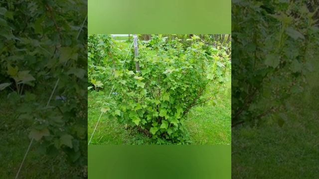 график подкормки июнь: баклажаны, виноград, смородина, крыжовник, тыква, кабачки, болгарский перец смотреть онлайн