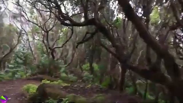 Relaxing Meditation,Music Relaxing Jungle,Sounds,Stress Relief.Расслабляющая Медитация, Музыка. смотреть онлайн