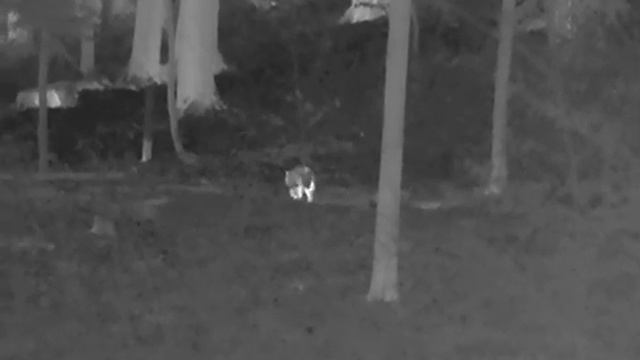 Katzengeschäft Hikmicro Lynx pro Lh25 Entfernung ca. 35 Meter смотреть онлайн