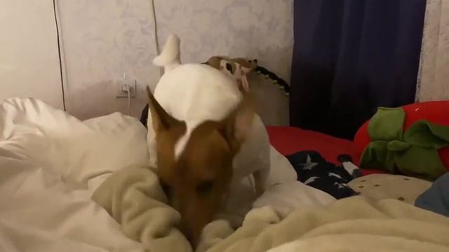 Patrick спрятал смотреть онлайн