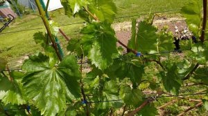 Полив винограда плюс Азофоска 16/16/16