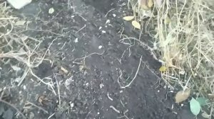 Нектарин из косточки. Как посадить?