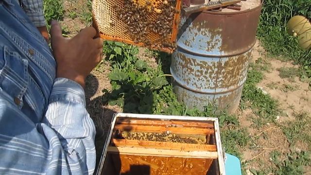 Отводок пчел без матки