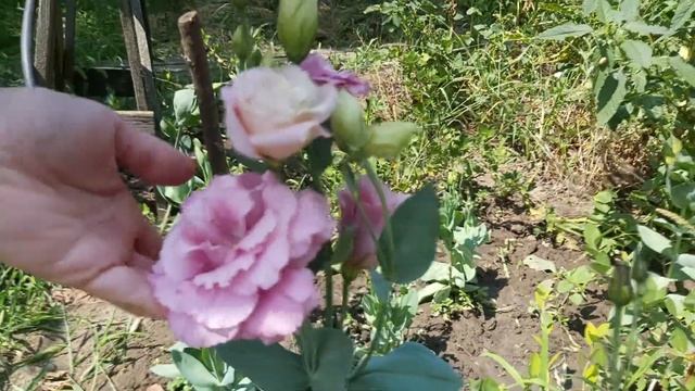 Эустома. Массовое цветение спустя 7 месяцев после посева. смотреть онлайн