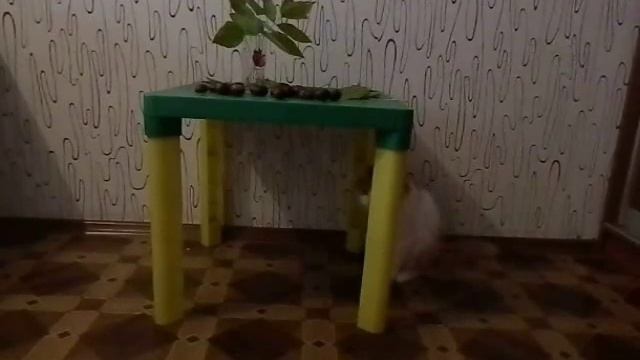 Кошка Даша и природный материал. Проверка №7. смотреть онлайн