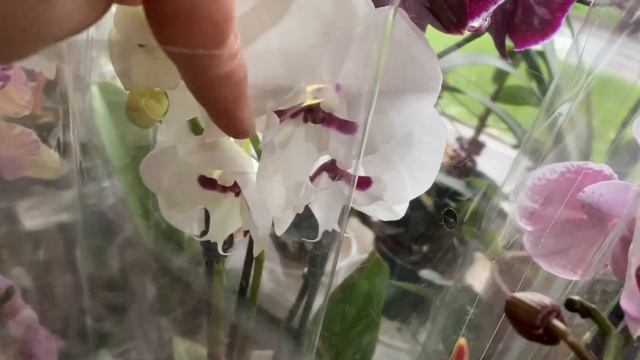 ОБЗОР ПРИВОЗА ОРХИДЕЙ.Бабочка мини Марк и его пелоричная компания в окружении свежих красоток! смотреть онлайн