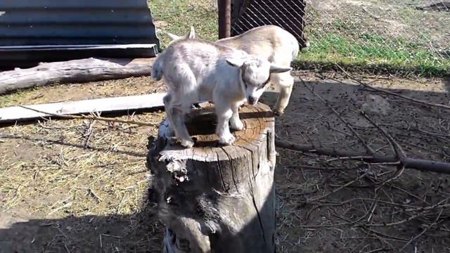 Камерунские козлята смотреть онлайн