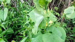 Кирказон ломоносовидный-важная информация.