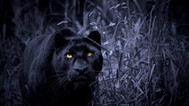 LOS 10 DATOS MÁS INTERESANTES DE LA PANTERA NEGRA смотреть онлайн