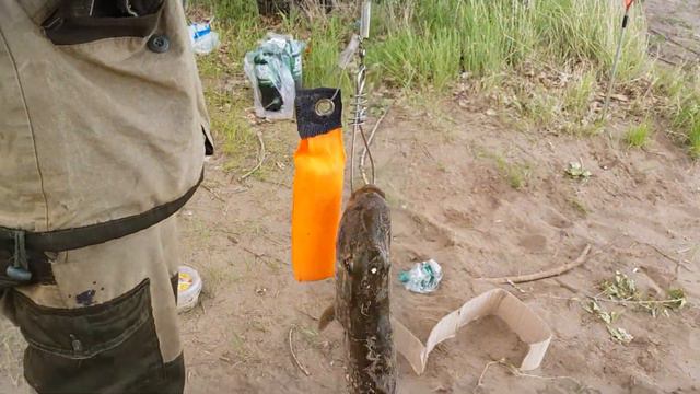 Рыбачили на резинку поймали щуку на чехонь смотреть онлайн