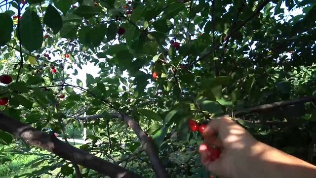 САША НАРУШАЕТ! Собрали первый большой урожай вишни. Взвешиваем сколько КГ?/ Дом на Юге смотреть онлайн