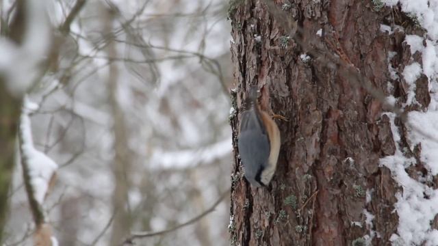 Nuthatch (Sitta europaea) - поползень обыкновенный - wildlife смотреть онлайн