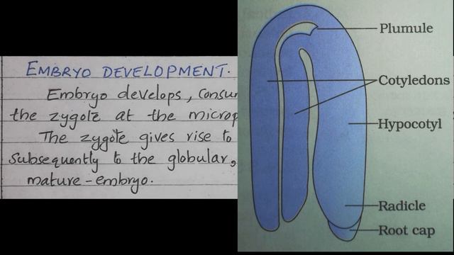 Class 12 I Biology I Chapter 2 I Last Part смотреть онлайн