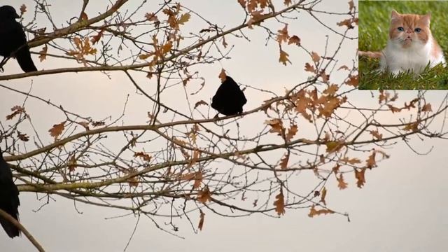 Черная ворона - Corvus corone corone смотреть онлайн