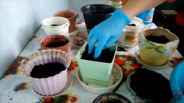 ВЫСАЖИВАЕМ ЛУКОВИЦЫ АМАРИЛЛИСА В ГОРШКИ, ПРОСЫПАЕМСЯ смотреть онлайн