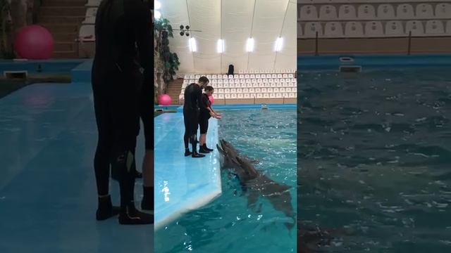 Dolphin therapy for pregnant. Дельфинотерапия для беременных смотреть онлайн