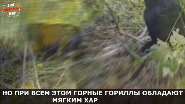 Горная Горилла: сильнейший представитель Приматов, их осталось меньше 1000 особей. Интересные факты смотреть онлайн
