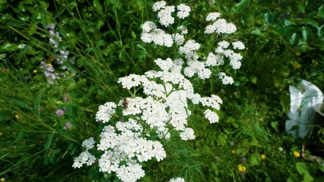 This Plant Does Everything (And Grows Itself!) | Yarrow Grow Guide смотреть онлайн