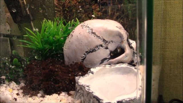 VLOG:КУПИЛА СЕБЕ СКОРПИОНА.ЭТО БЫЛА МАЛЕНЬКАЯ МЕЧТА. смотреть онлайн