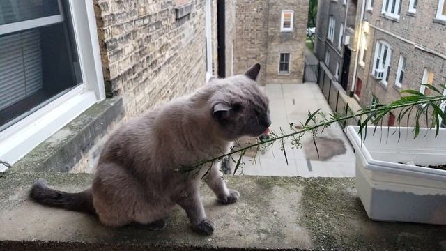 Травоядное животное