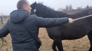 Если лошадь кусается, что делать? :) -Стать лидером!С помощью простых упражнений! Лидеров не кусают