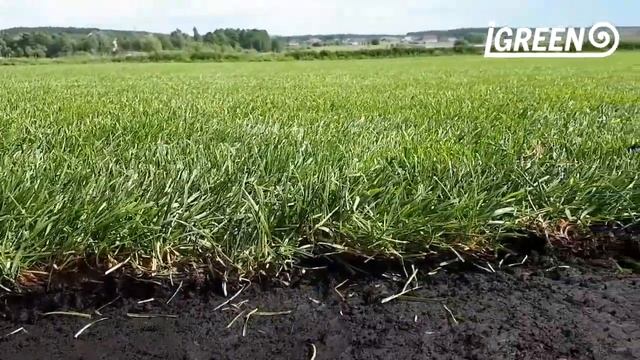 Производство рулонного газона. Как режут газон