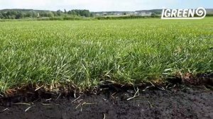 Производство рулонного газона. Как режут газон