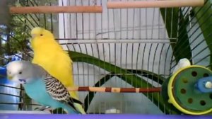 Пение волнистых попугайчиков.  Для релакса