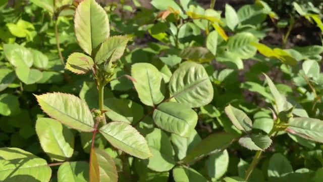 Английские розы. Буду выбрасывать Принцессу! смотреть онлайн