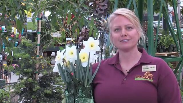 Wilsons Garden Center Wave Petunia Sale