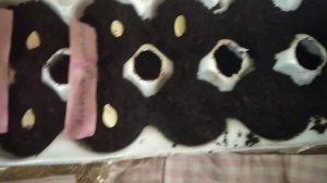 Посадка кабачков на рассаду. 20 апреля