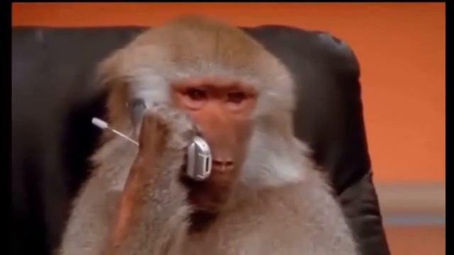 Стихийный бабуин смотреть онлайн