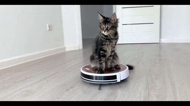 Мейн-кун 4 месяца. Клининговый кот. Кот и робот-пылесос. Катается верхом на роботе-пылесосе. смотреть онлайн