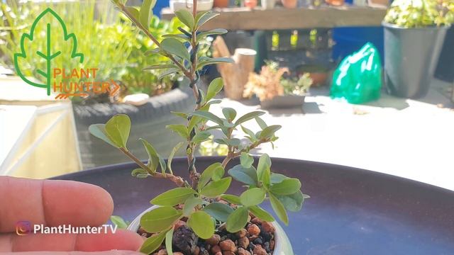 Ligustrum Shohin Bonsai Pruning