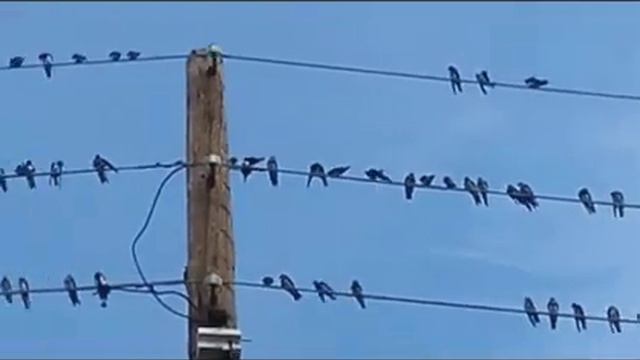 отдыхают перед дальней дорогой смотреть онлайн