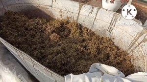 Сибирь. Перерабатываю мох для почвогрунта.