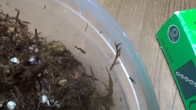 Яйца улитки ахатин 2