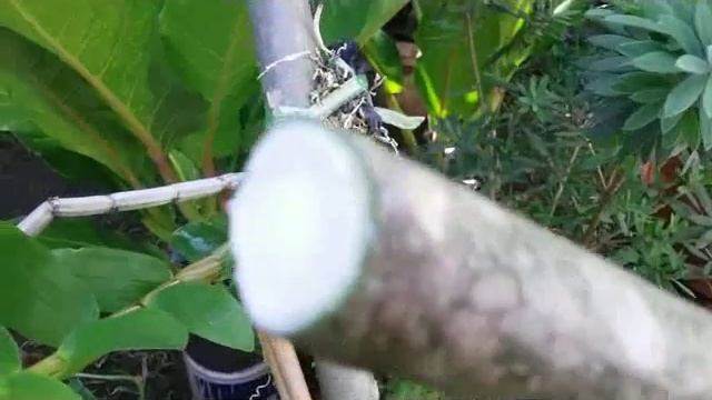 How to Propagate Plumeria (Frangipani) смотреть онлайн